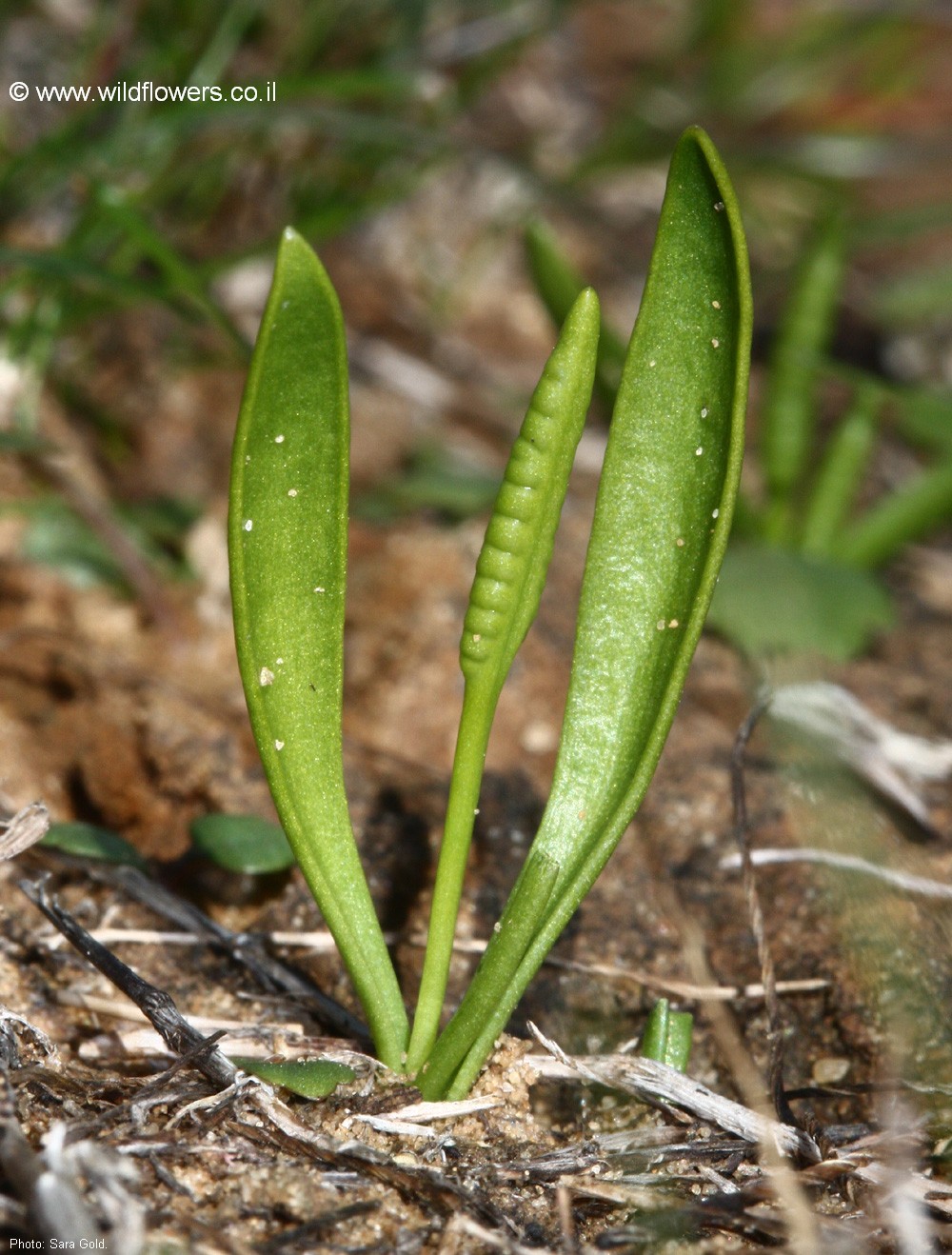 Ophioglossum lusitanicum