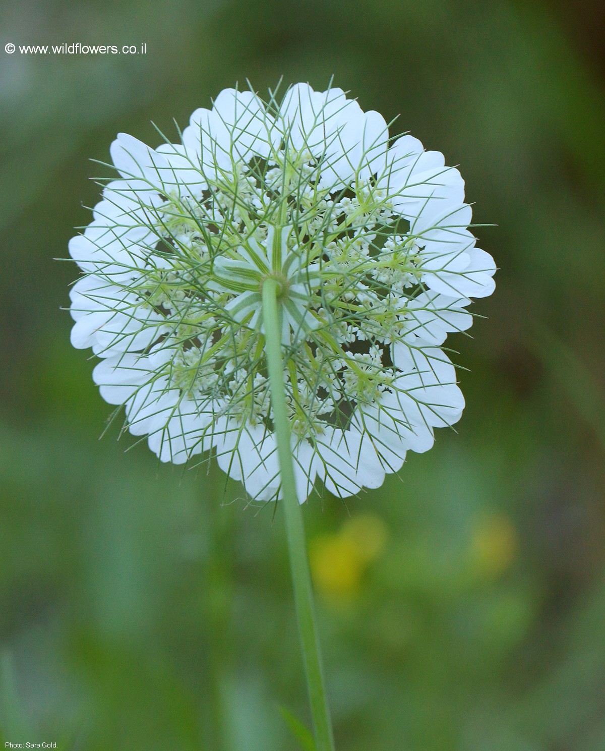 Artedia squamata