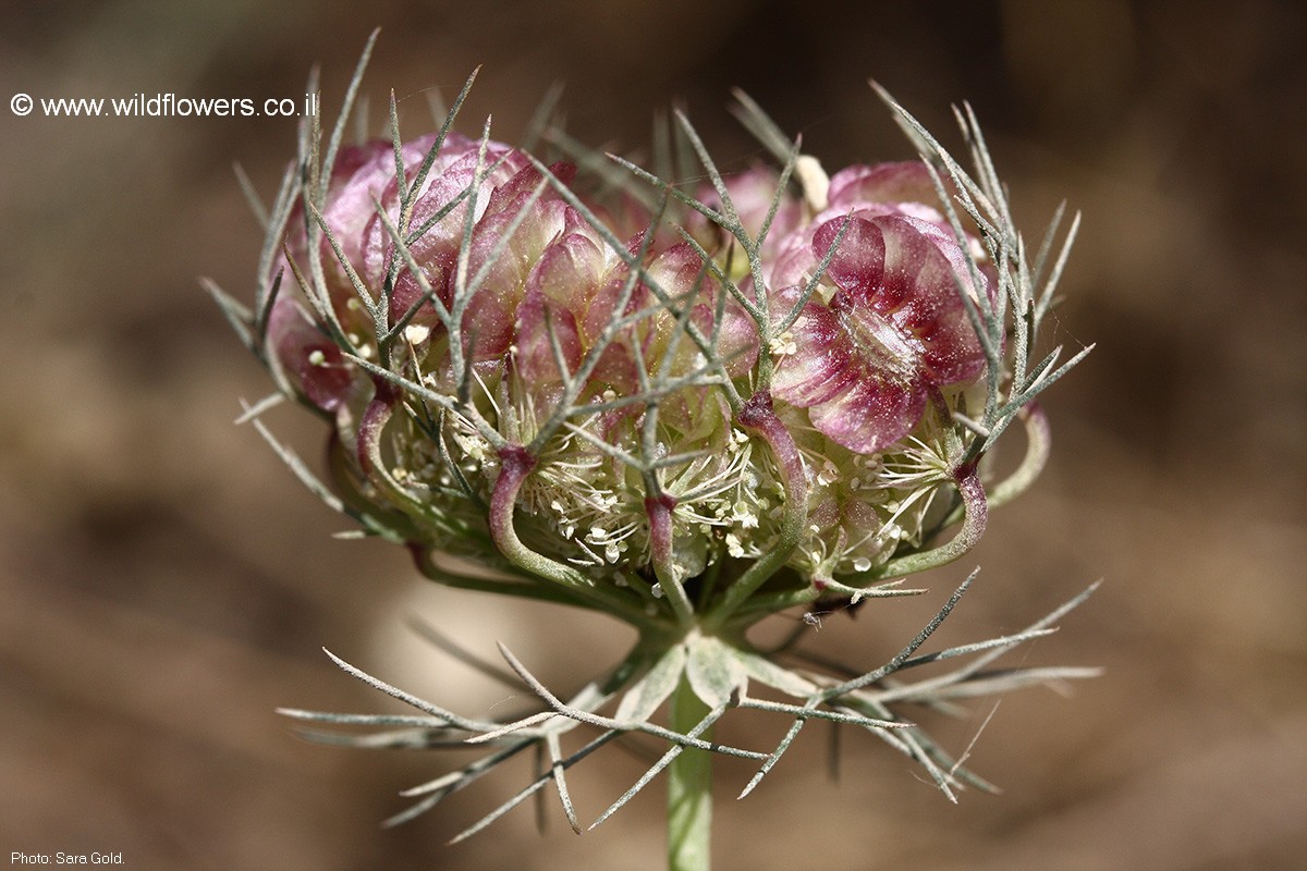 Artedia squamata