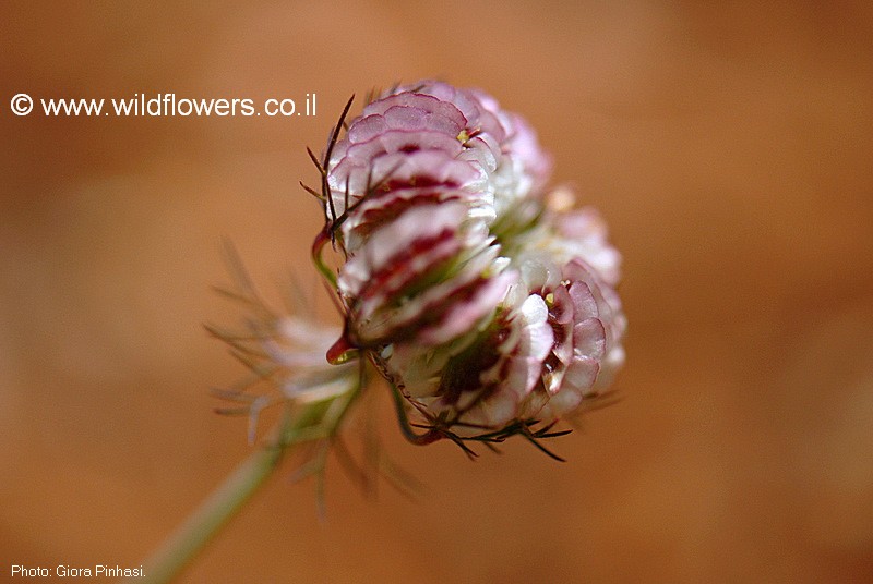 Artedia squamata