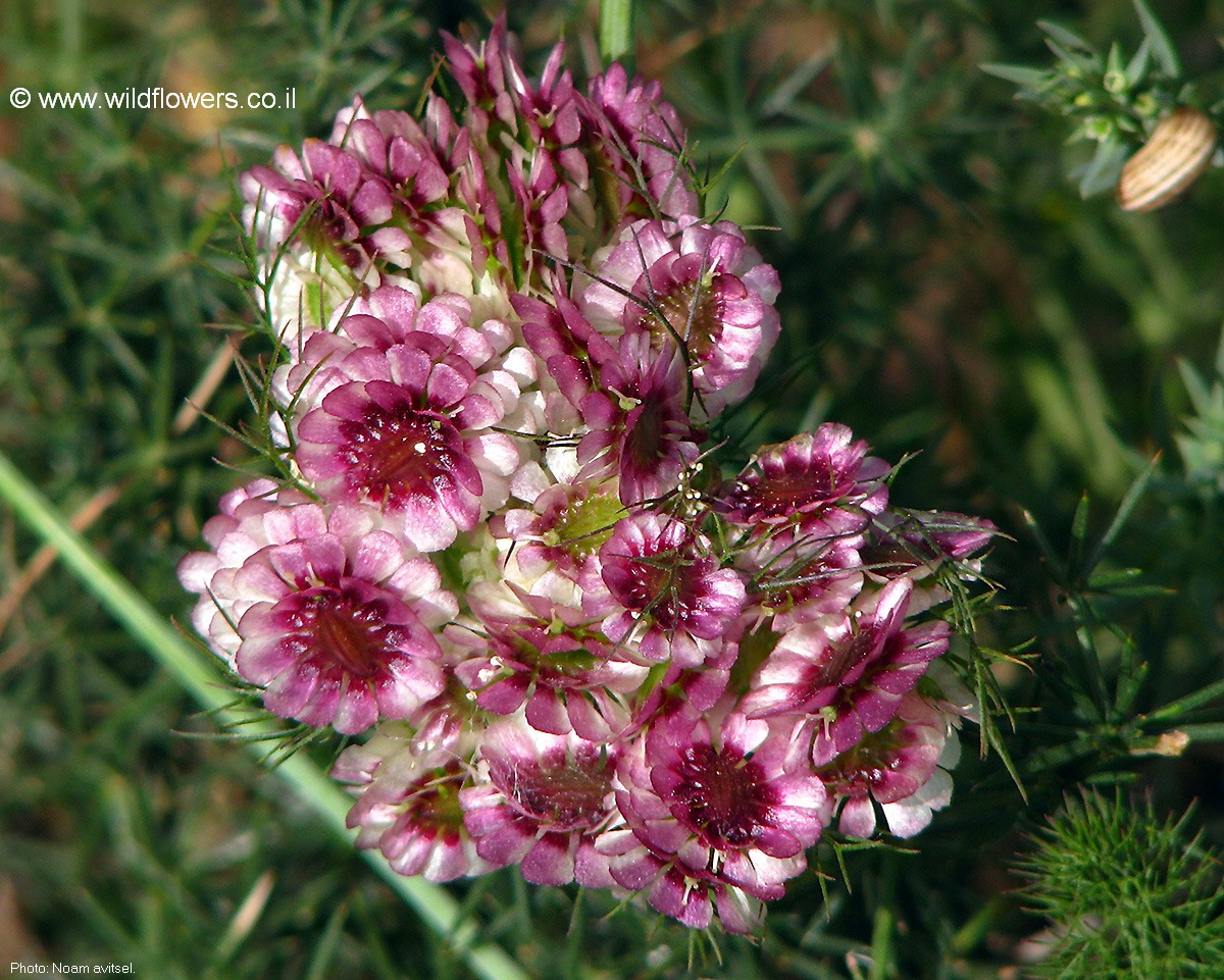 Artedia squamata