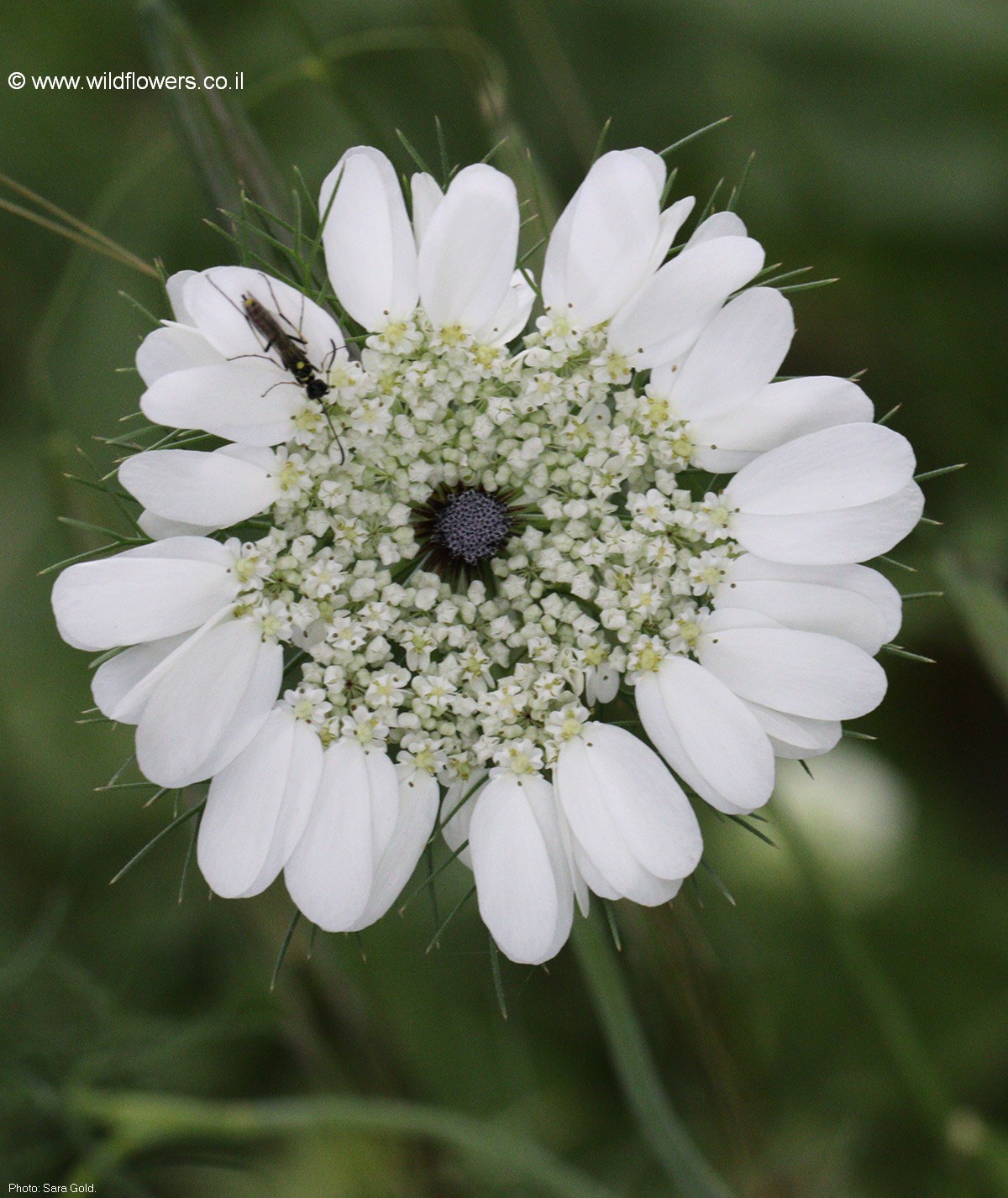 Artedia squamata