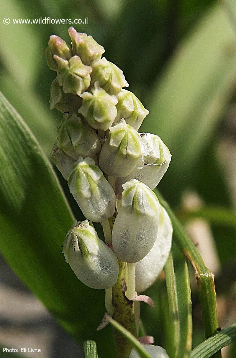 Bellevalia flexuosa