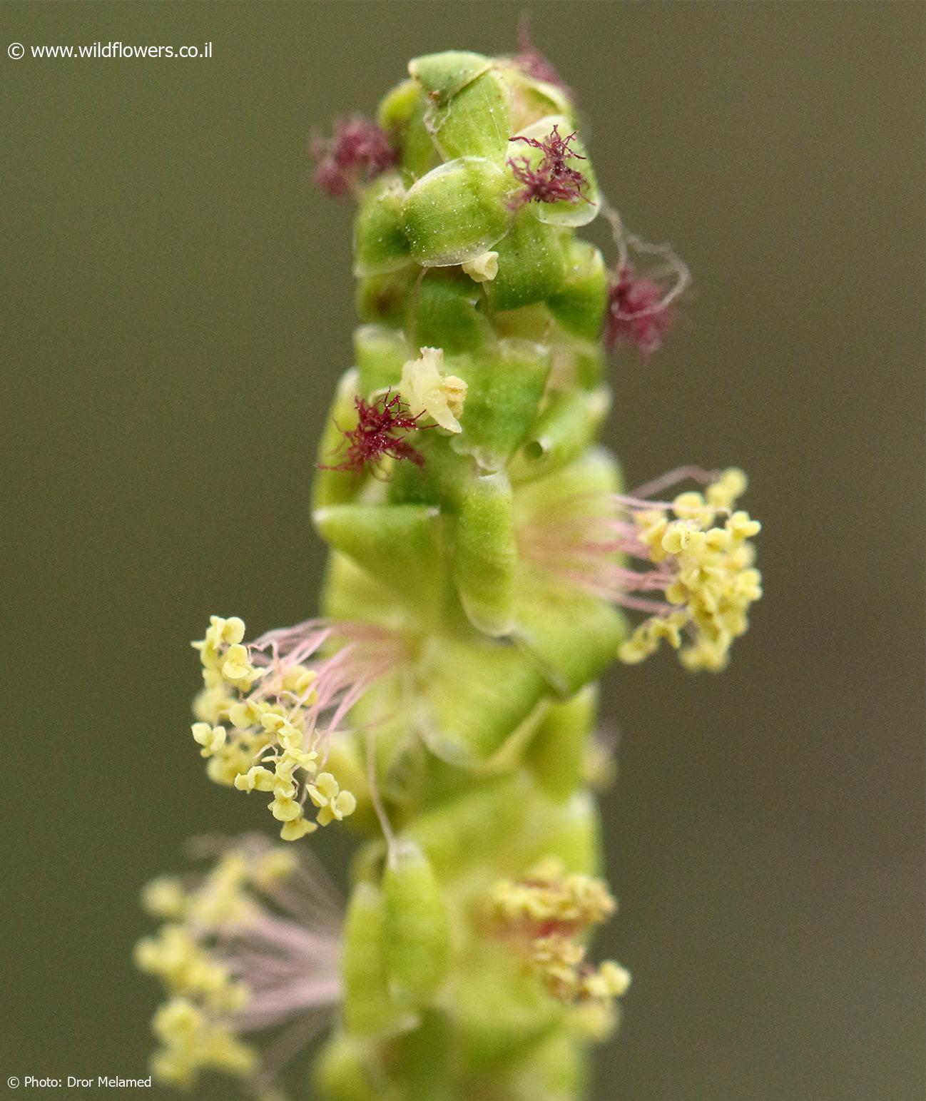 Sarcopoterium spinosum