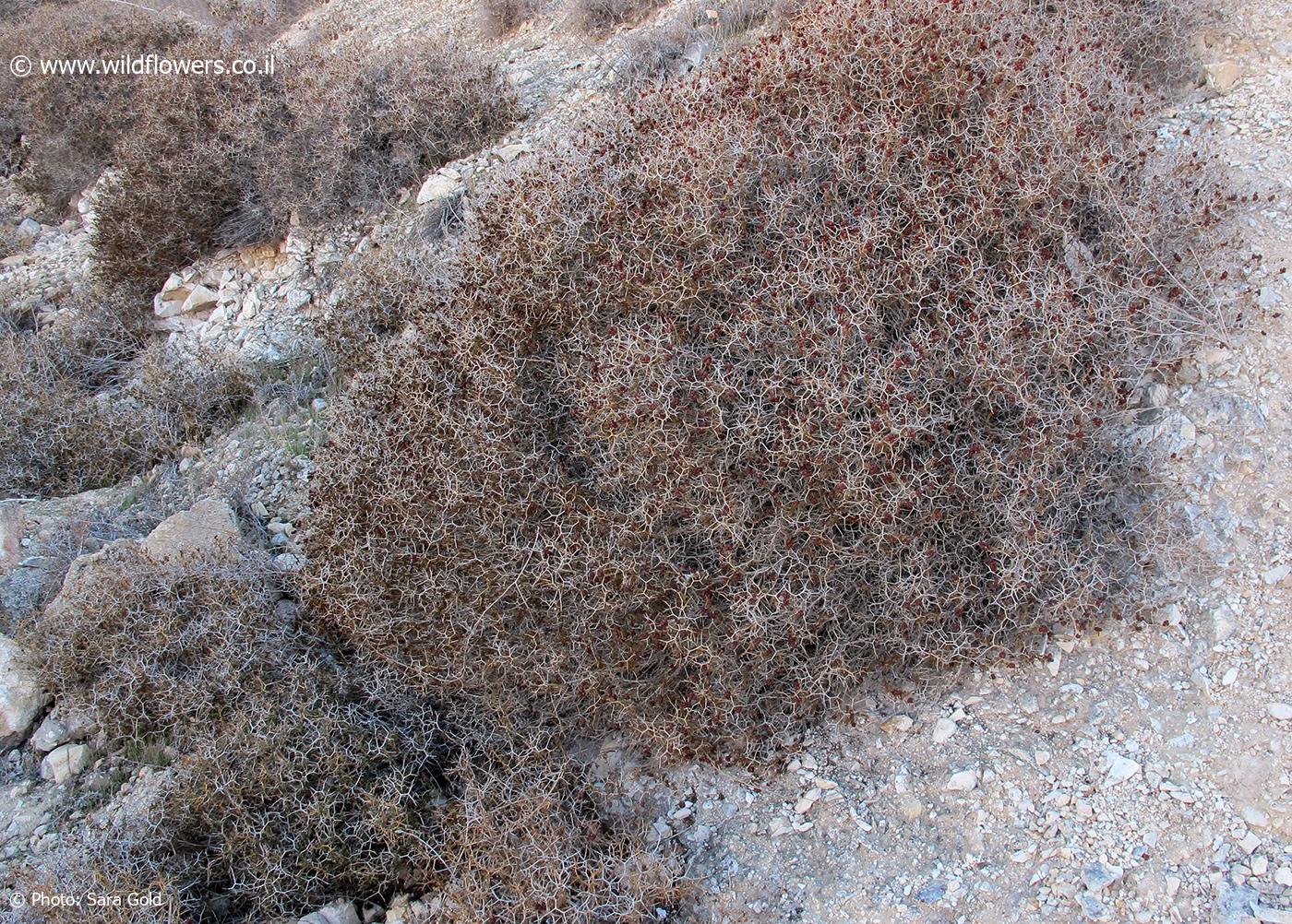 Sarcopoterium spinosum