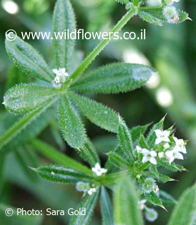 Galium aparine