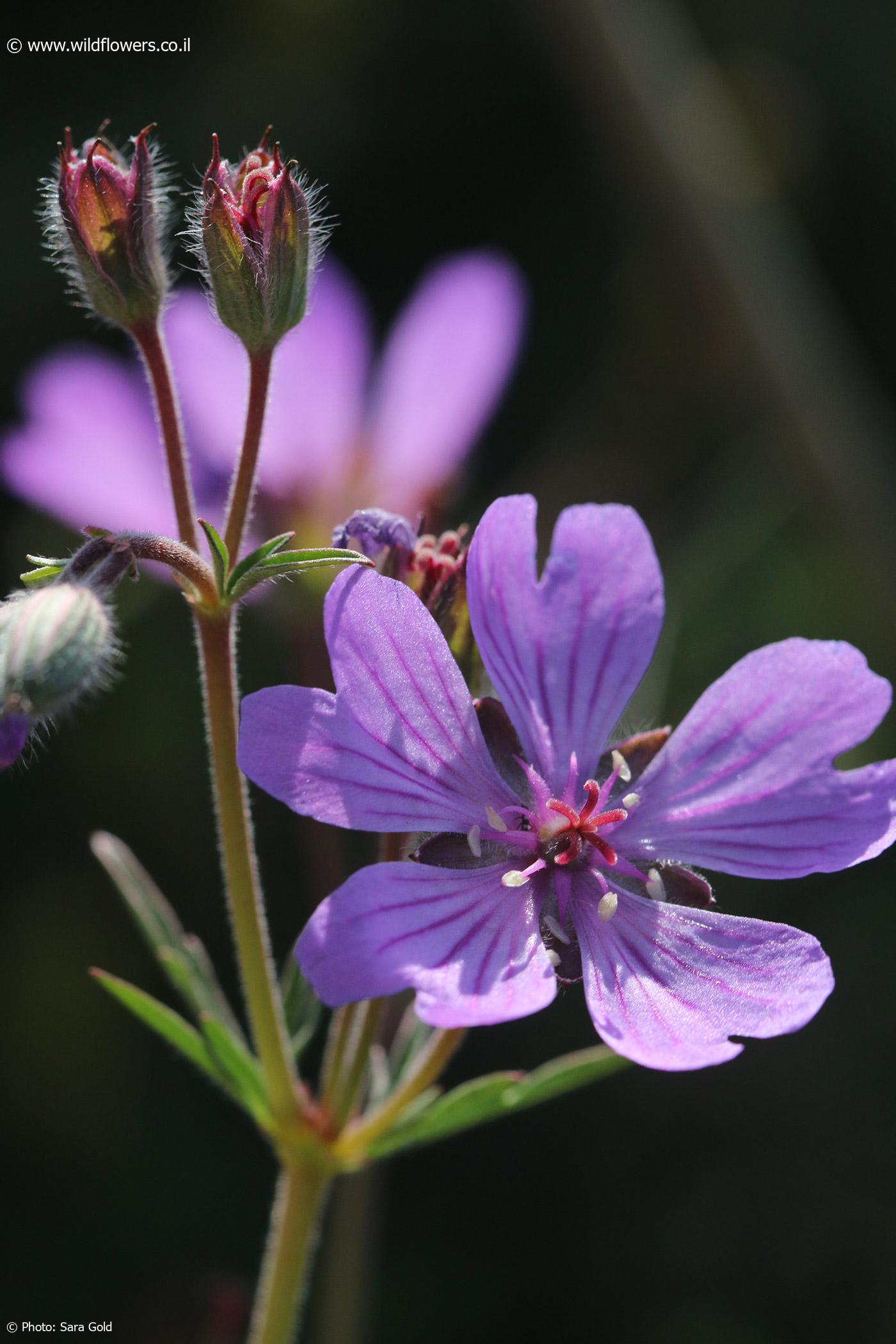 Geranium tuberosum