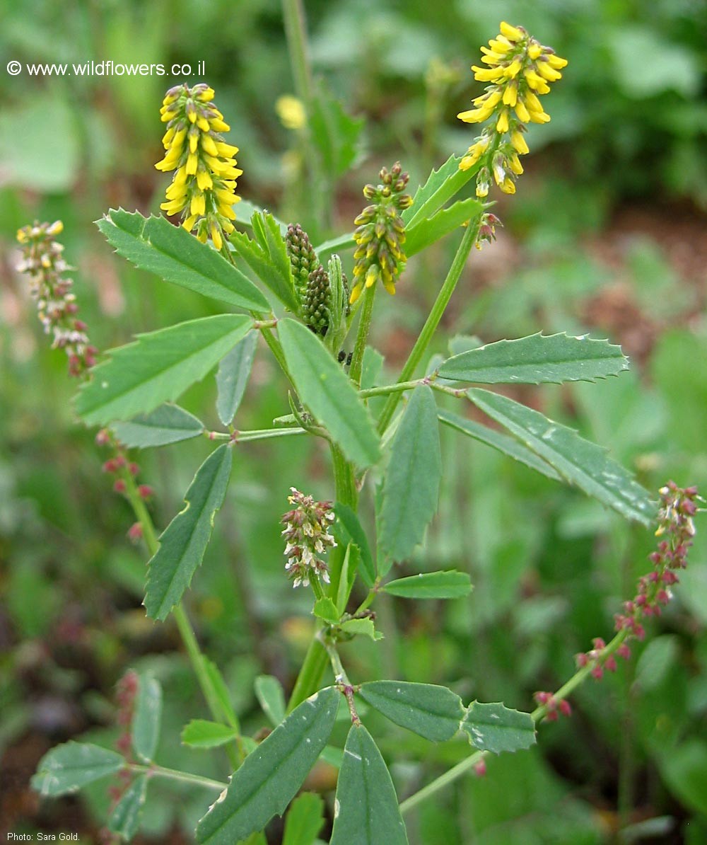 Melilotus sulcatus