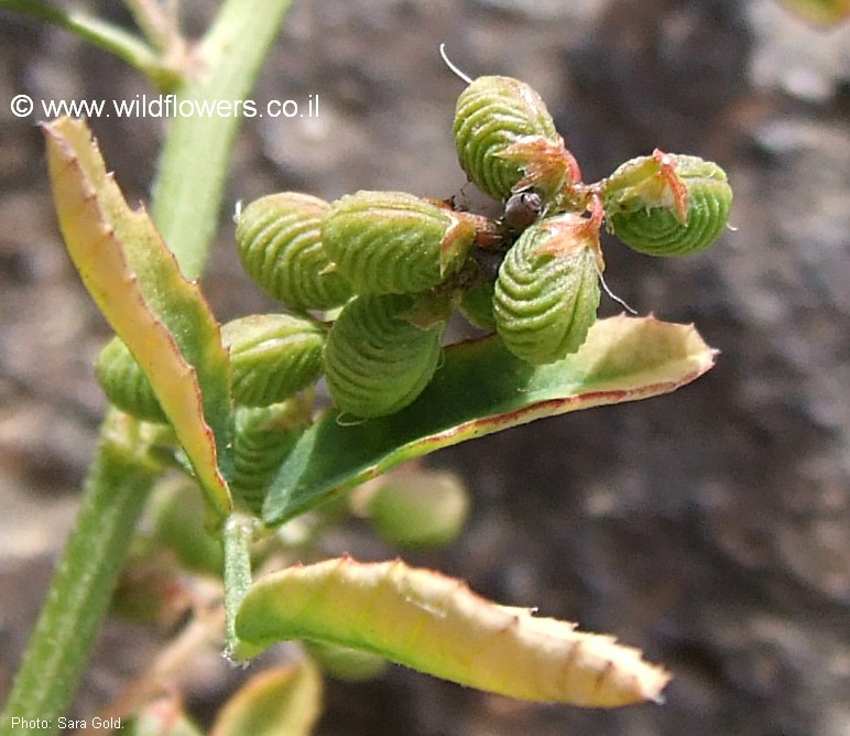 Melilotus sulcatus