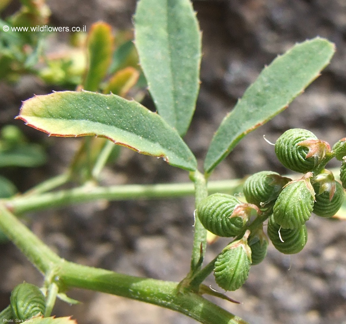 Melilotus sulcatus