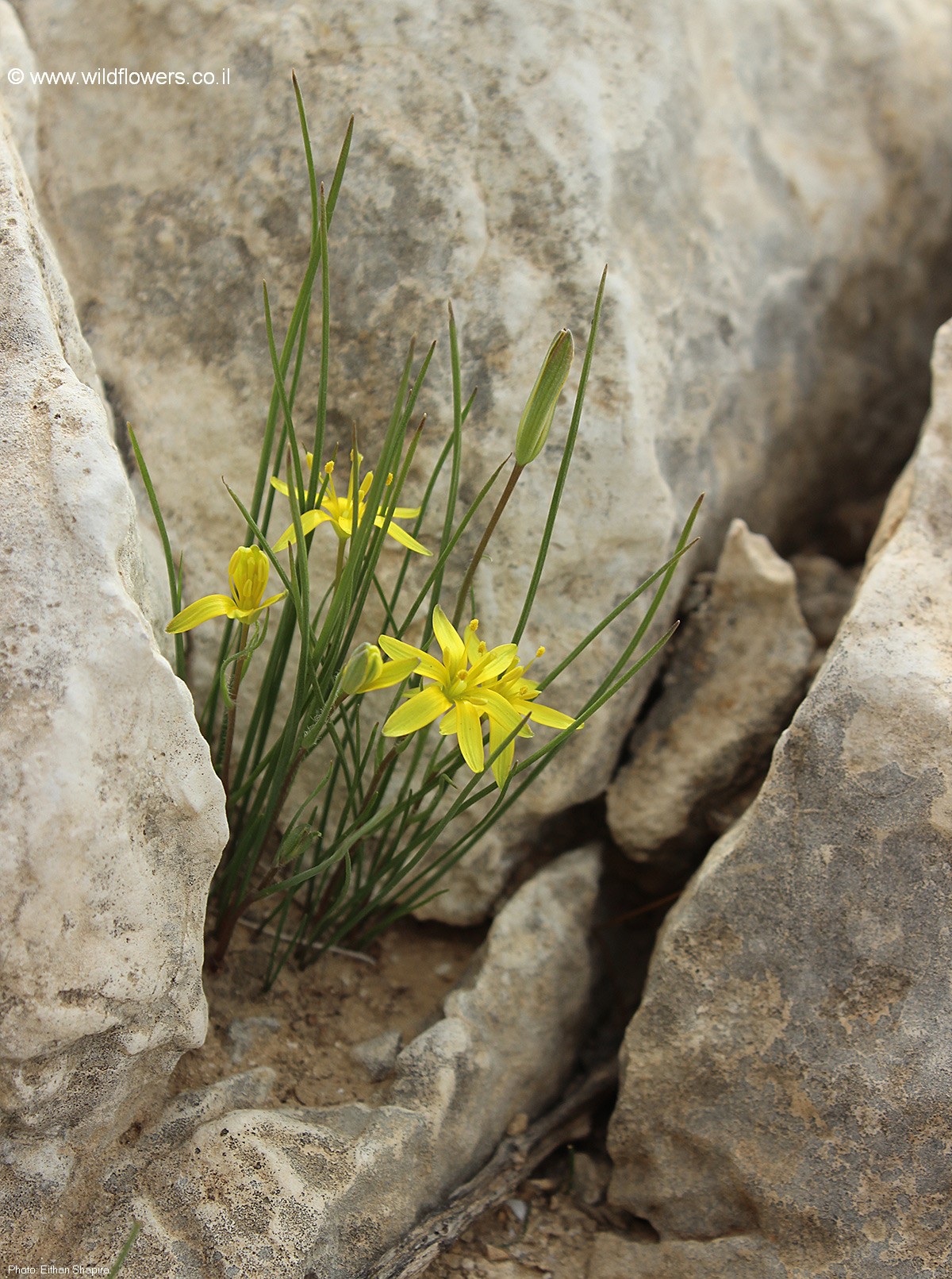 Gagea chlorantha