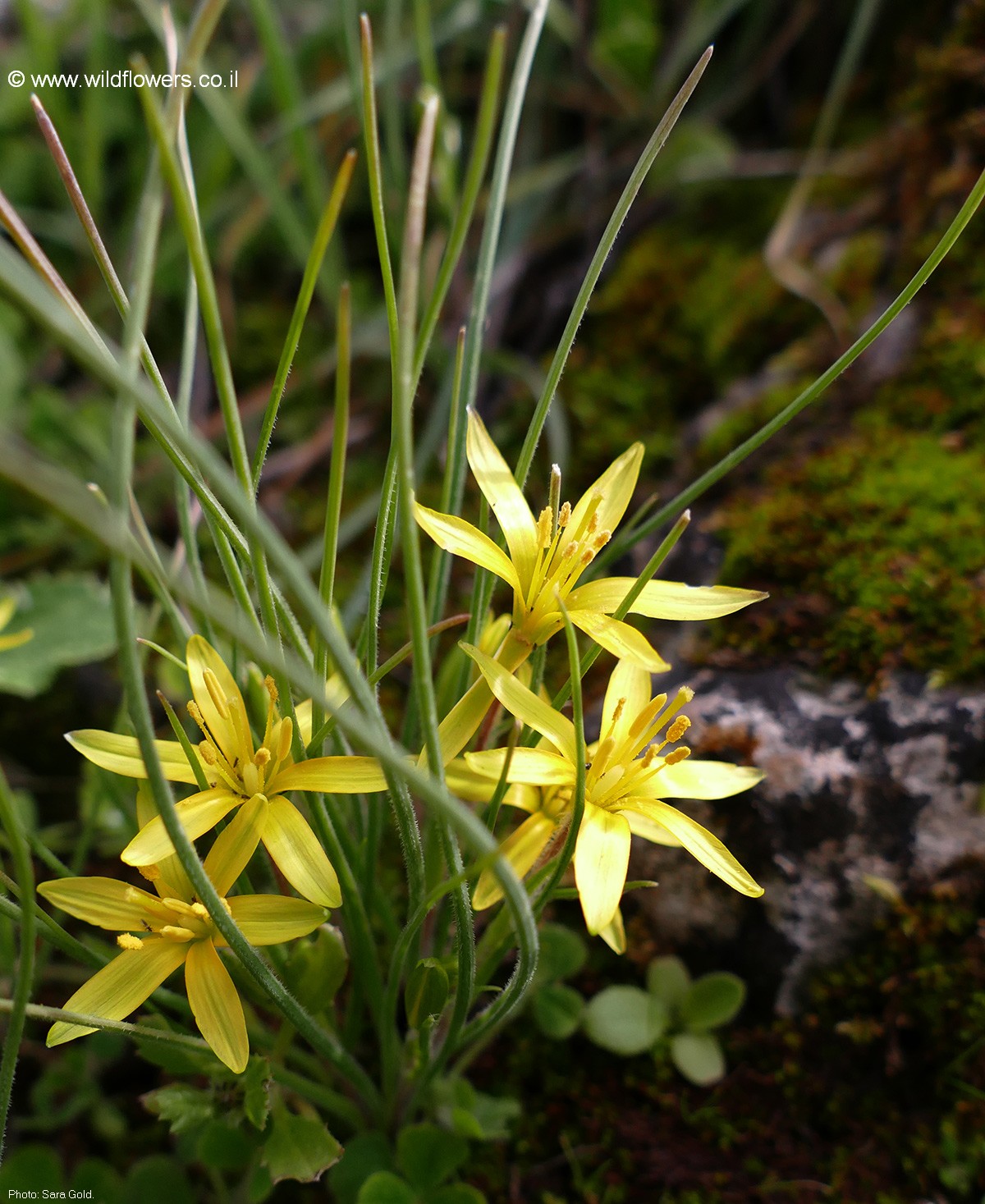 Gagea chlorantha