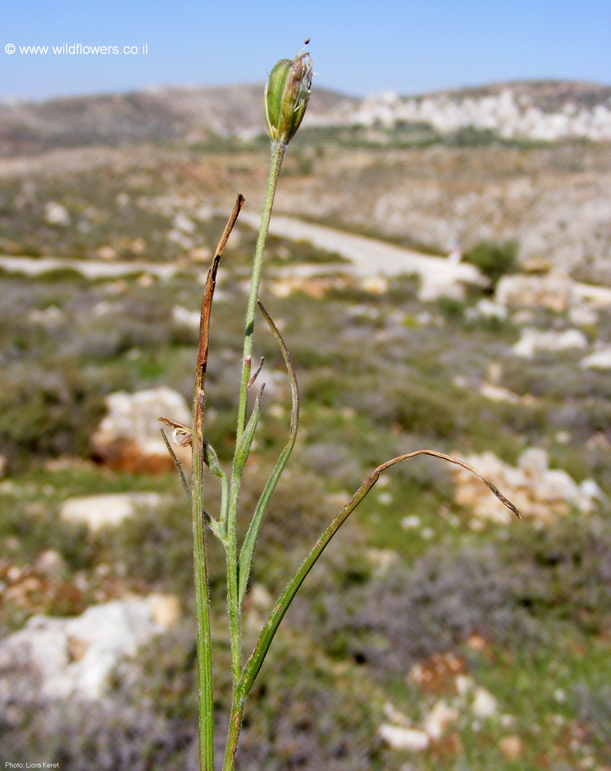 Gagea chlorantha