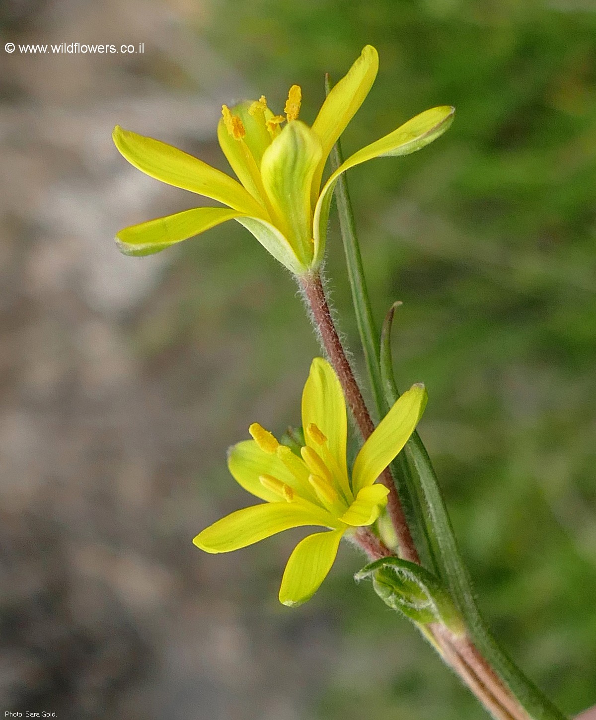 Gagea chlorantha