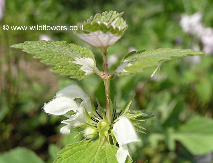 Lamium moschatum