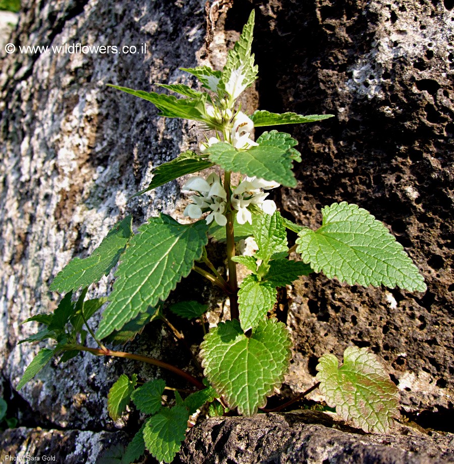 Lamium moschatum