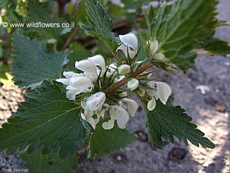 Lamium moschatum