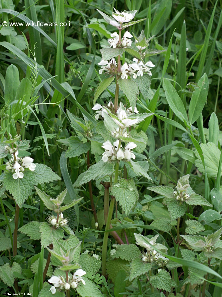 Lamium moschatum