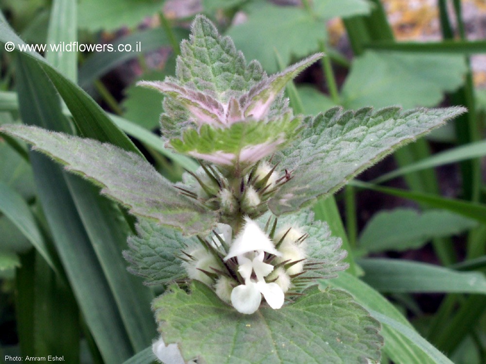 Lamium moschatum