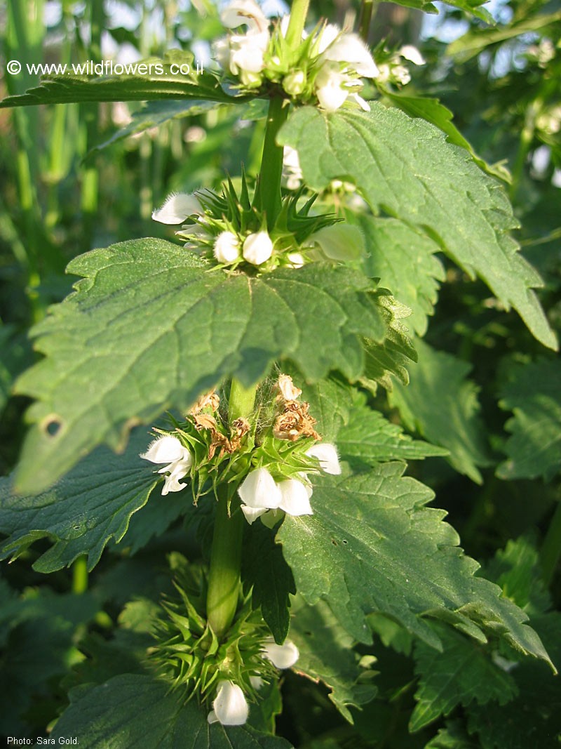 Lamium moschatum