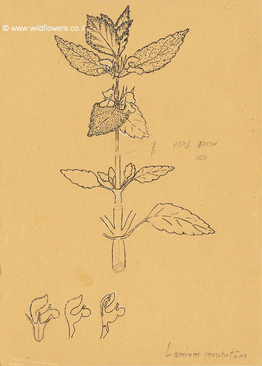 Lamium moschatum