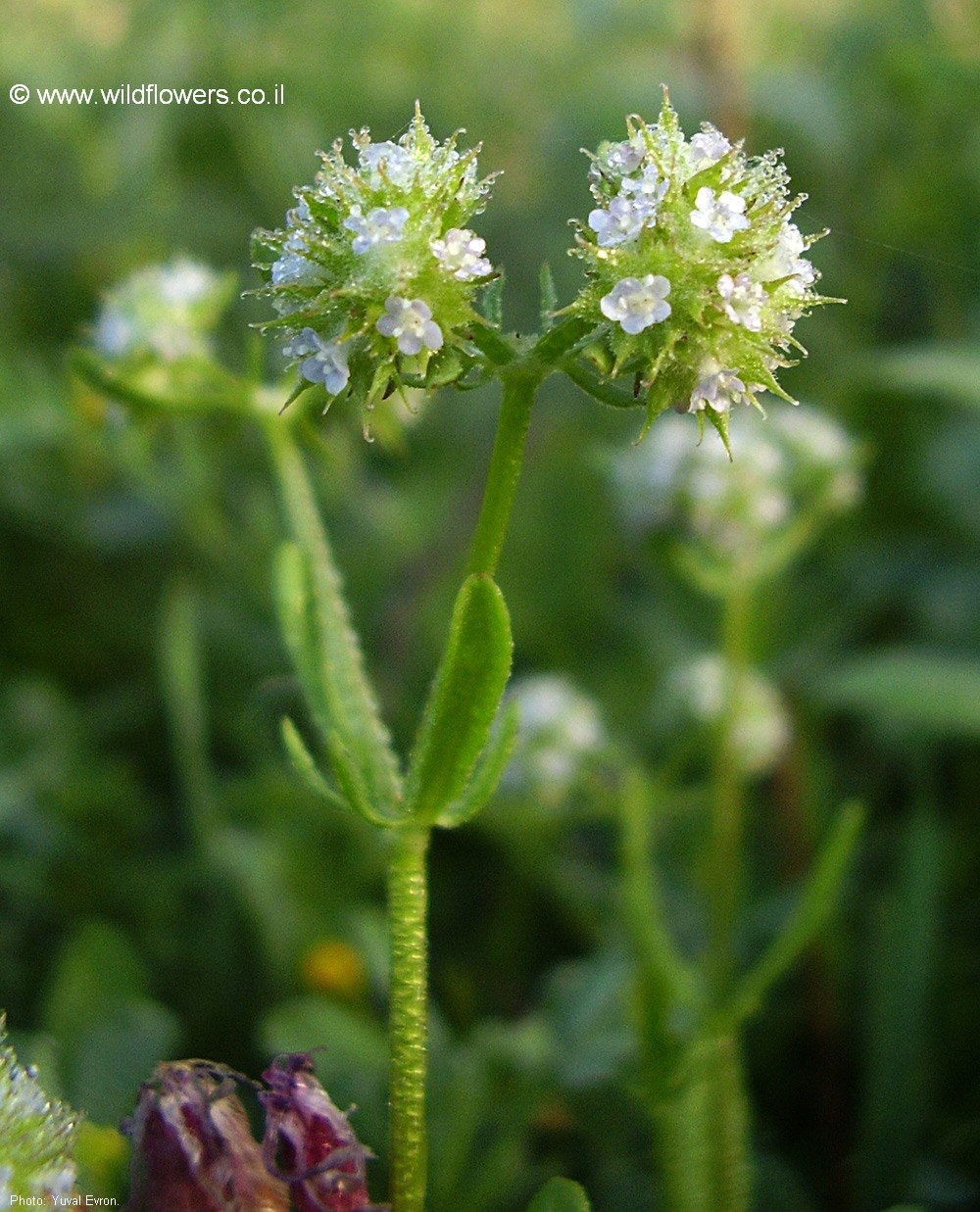 Valerianella discoidea