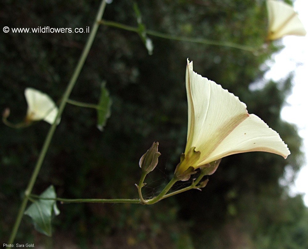 Convolvulus scammonia