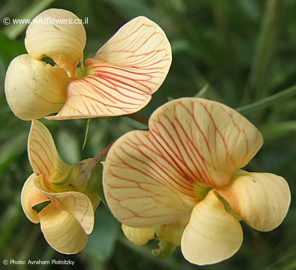 Lathyrus hierosolymitanus