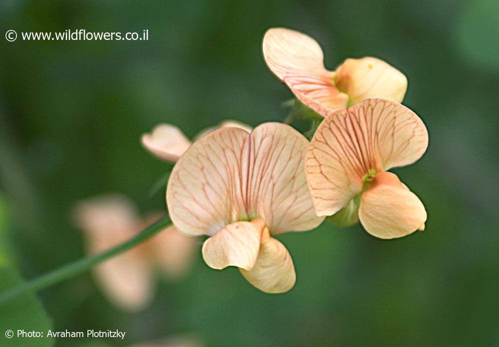 Lathyrus hierosolymitanus