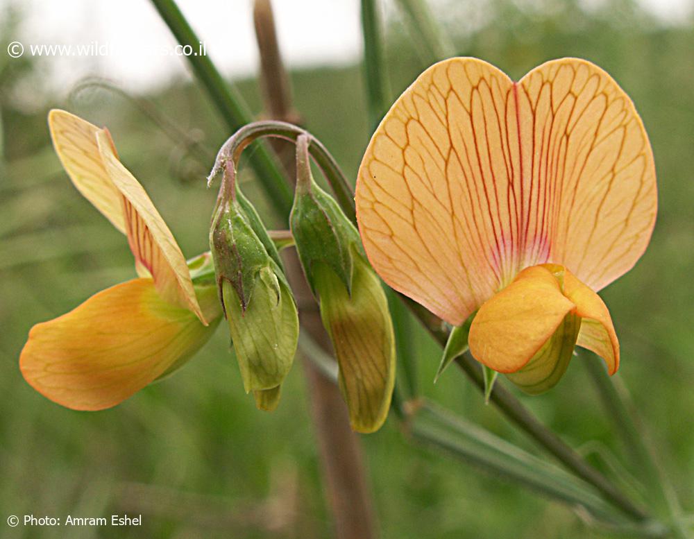 Lathyrus hierosolymitanus