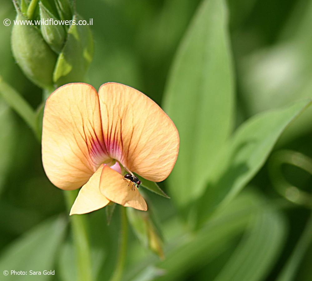 Lathyrus hierosolymitanus