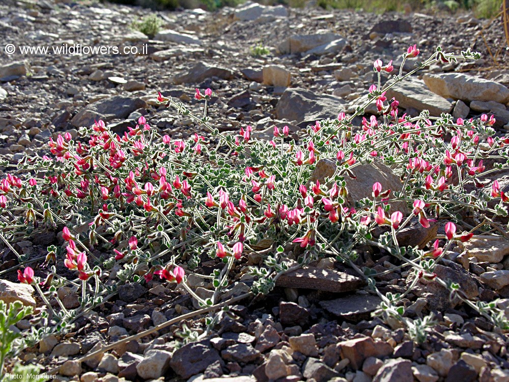 Lotus lanuginosus