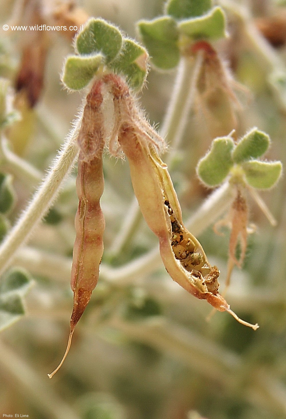 Lotus lanuginosus