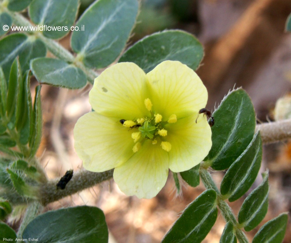 Tribulus terrestris