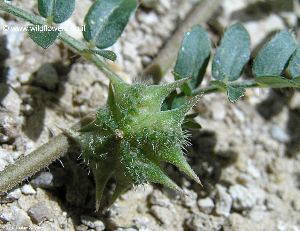 Tribulus terrestris