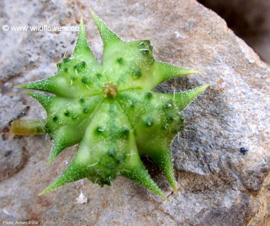 Tribulus terrestris