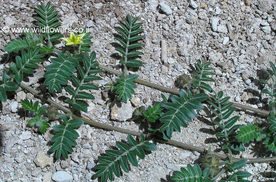 Tribulus terrestris