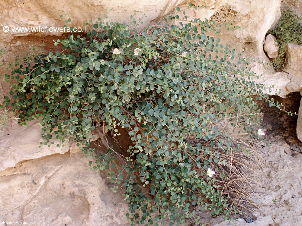 Capparis aegyptia