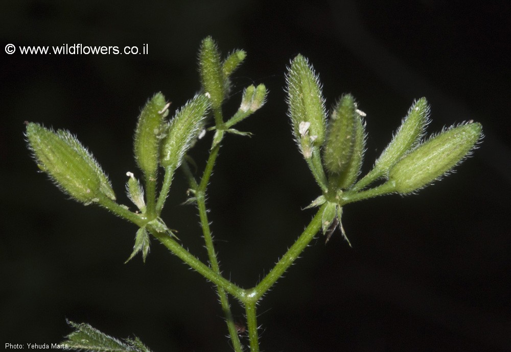 Myrrhoides nodosa