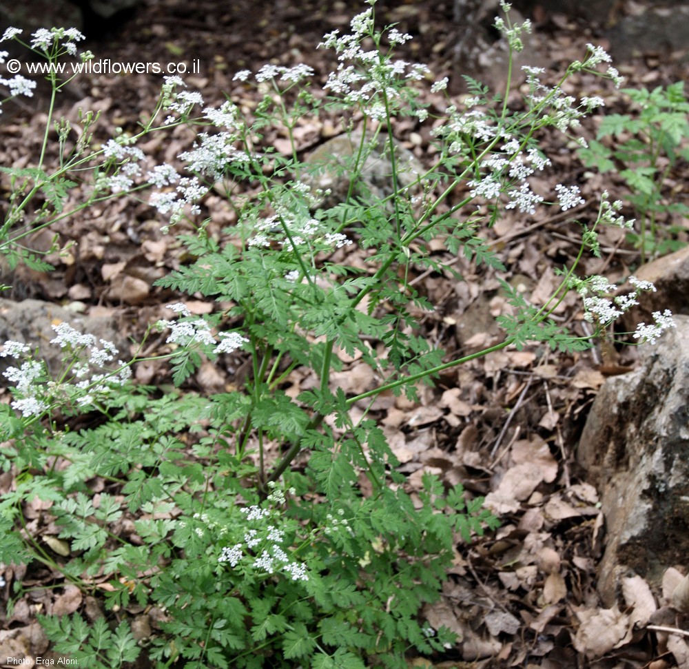 Myrrhoides nodosa