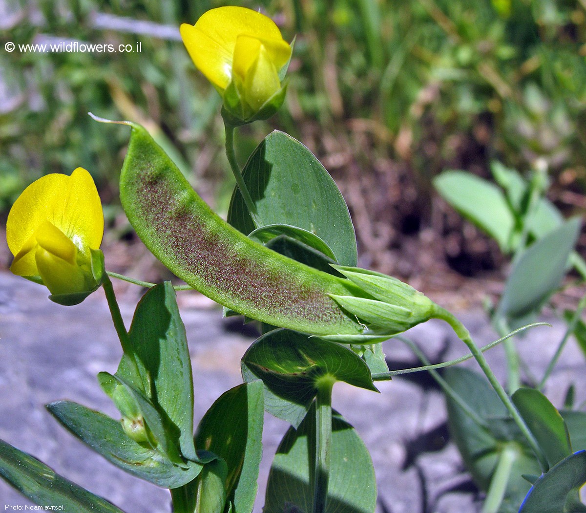 Lathyrus aphaca