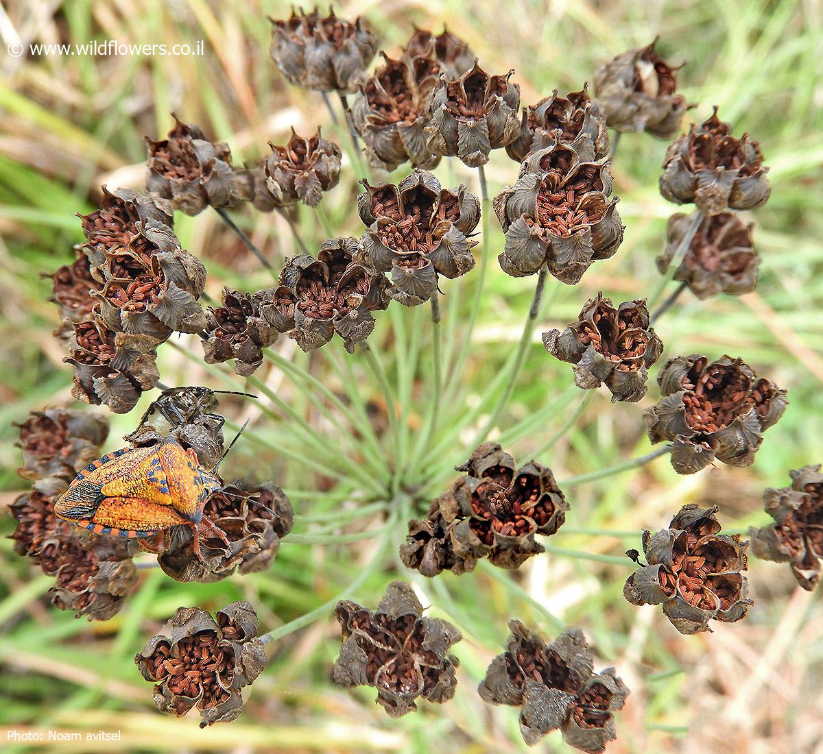 Butomus umbellatus