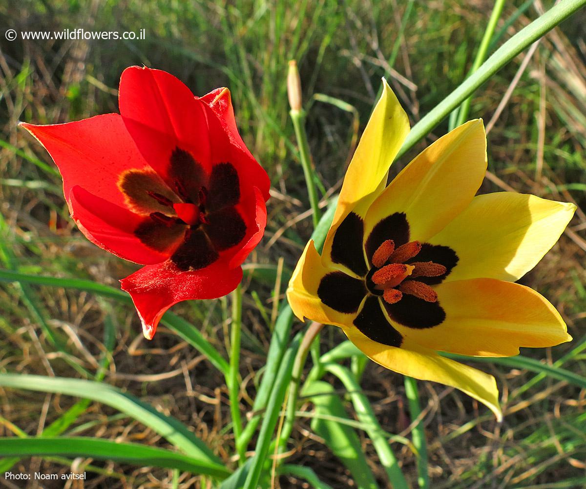 Tulipa agenensis