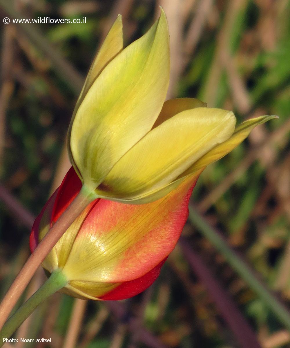 Tulipa agenensis