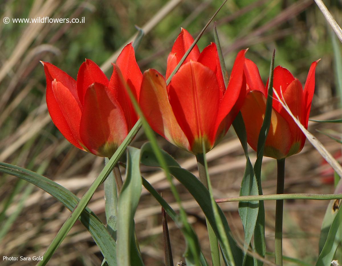 Tulipa agenensis