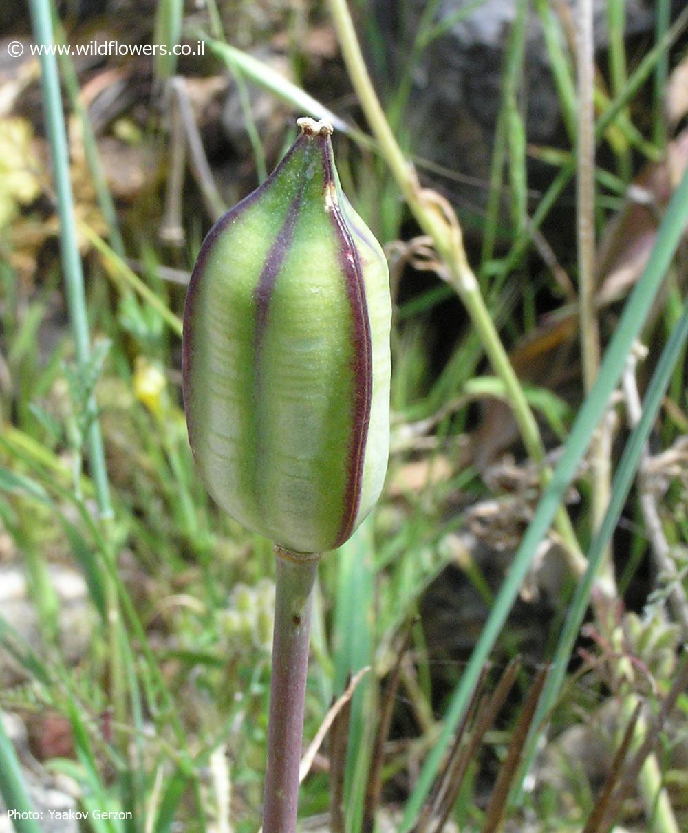 Tulipa agenensis