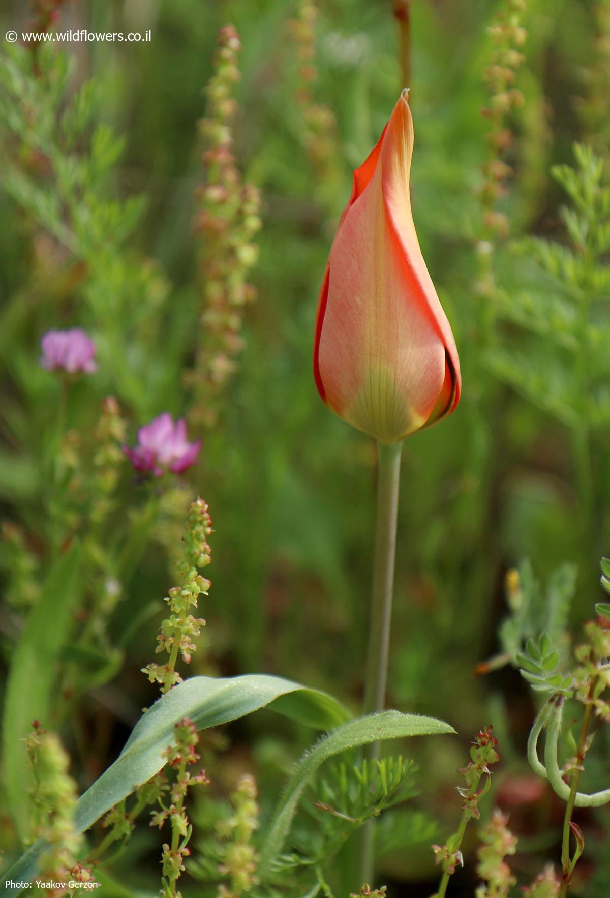 Tulipa agenensis