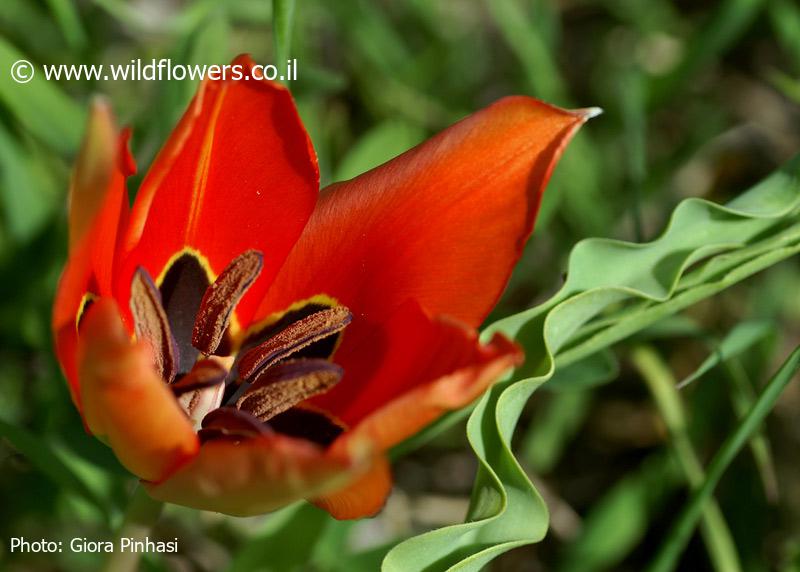 Tulipa agenensis