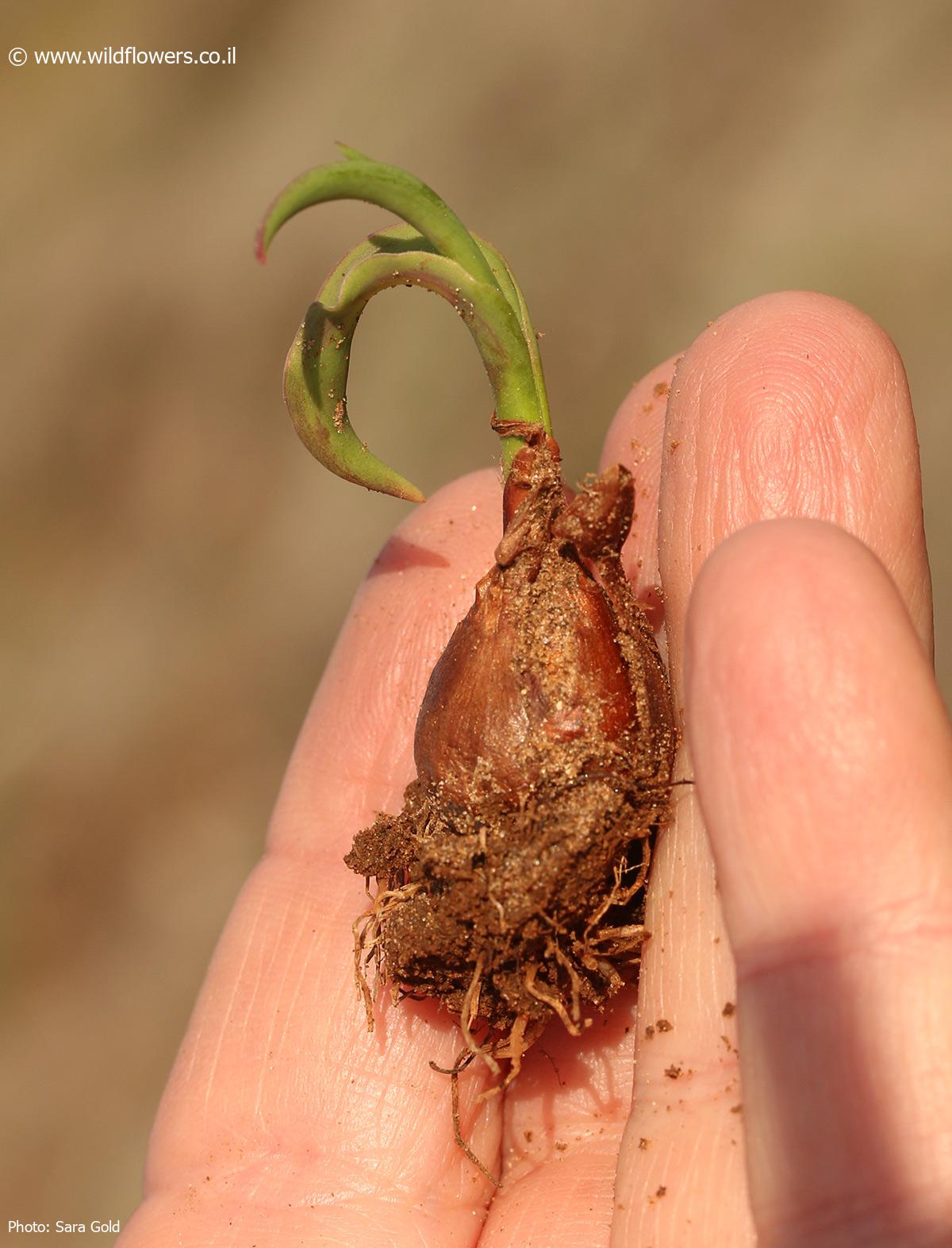 Tulipa agenensis