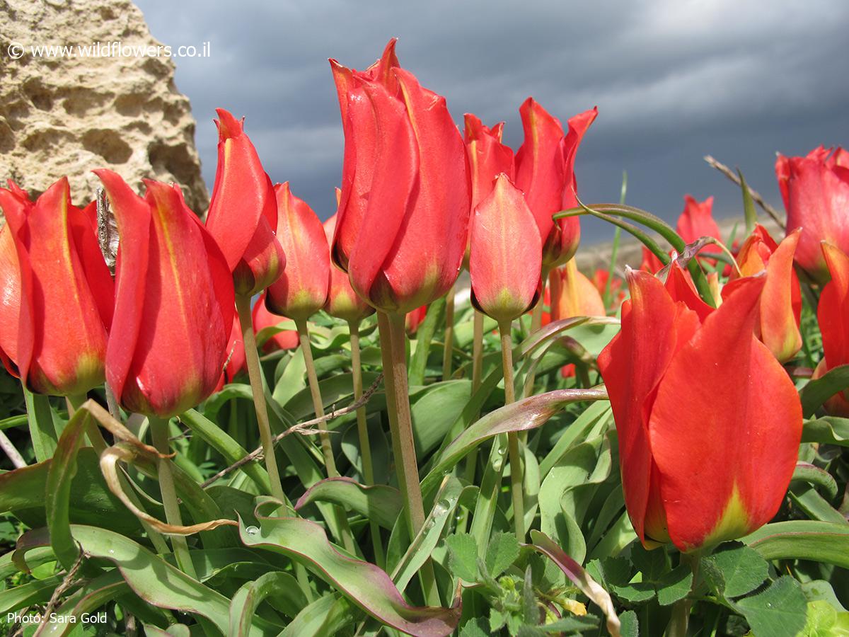 Tulipa agenensis